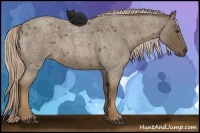 Horse Color:Chocolate Palomino Roan 