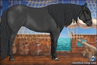 Horse Color:Black 