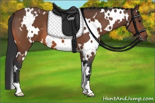 Horse Color:White Spotted Bay 