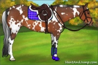 Horse Color:White Spotted Bay 
