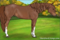 Horse Color:Chestnut 