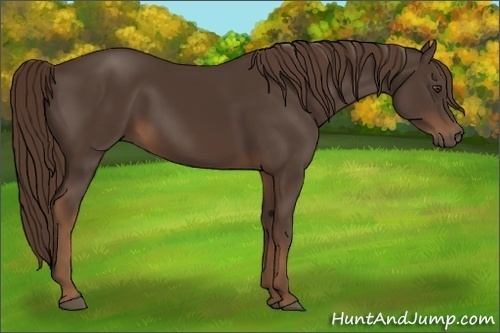 Horse Color:Liver Chestnut 
