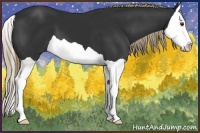 Horse Color:Liver Chestnut Splash
