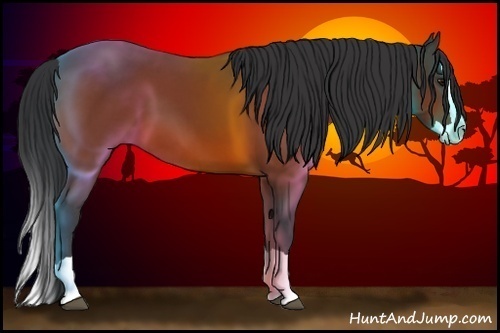 Horse Color:Bay Splash 