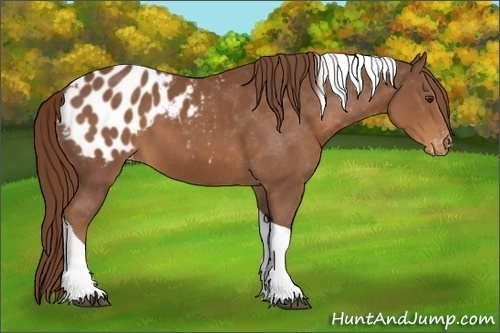 Horse Color:Chestnut Tobiano Blanket Rabicano 