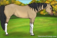 Horse Color:Bay Dun