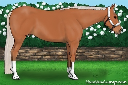 Horse Color:Silver Bay 