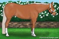 Horse Color:Silver Bay 