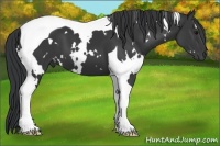 Horse Color:White Spotted Black Tobiano 