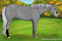Horse Color:Silver Classic Champagne Chinchilla