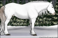 Horse Color:White Spotted Chocolate Buckskin Appaloosa 