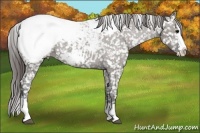 Horse Color:Grullo Ice Splash Snowcap