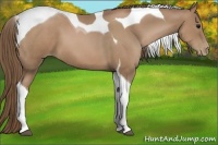 Horse Color:Black Pearl Sabino Tobiano
