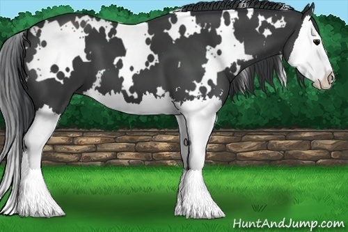 Horse Color:White Spotted Black Sabino Splash 