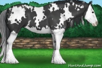 Horse Color:White Spotted Black Sabino Splash 
