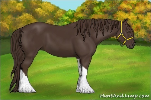 Horse Color:Liver Chestnut Tobiano