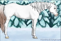 Horse Color:Grullo Appaloosa 
