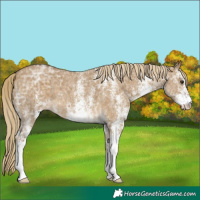 Horse Color:White Spotted Chocolate Palomino Ice Dun