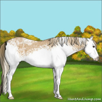 Horse Color:White Spotted Chocolate Palomino Ice Dun 