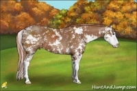 Horse Color:Chestnut Sabino Splash