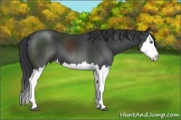 Horse Color:Black Sabino Splash 