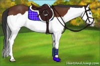 Horse Color:Bay Splash 