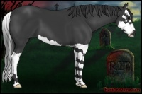 Horse Color:Black Splash