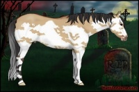 Horse Color:Bay Dun Splash Frame