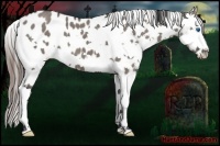 Horse Color:Grullo Sabino Splash Blanket
