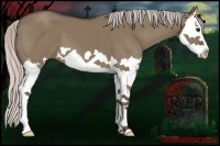 Horse Color:Silver Grullo Splash