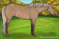 Horse Color:Silver Bay Dun 