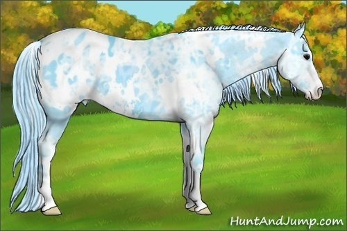 Horse Color:Watercolor White Spotted Black Ice Sabino Appaloosa 