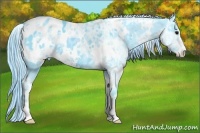 Horse Color:Watercolor White Spotted Black Ice Sabino Appaloosa 