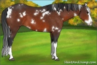 Horse Color:White Spotted Bay Splash