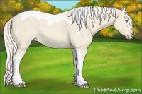 Horse Color:Cremello Tobiano 
