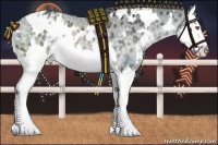 Horse Color:White Spotted Silver Black Chinchilla Splash Appaloosa