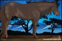 Horse Color:Liver Chestnut 