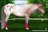 Horse Color:Bay Roan Appaloosa 