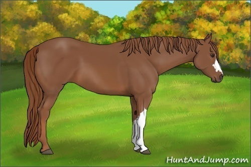 Horse Color:Chestnut 
