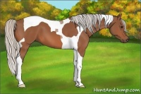 Horse Color:Silver Bay Tobiano