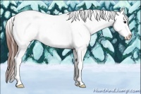 Horse Color:Brown Appaloosa Rabicano