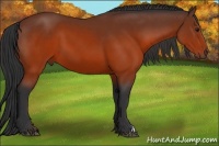 Horse Color:Brown 