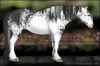 Horse Color:White Spotted Buckskin