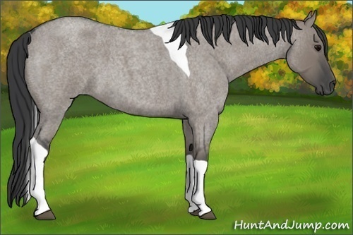 Horse Color:Grullo Roan Tobiano