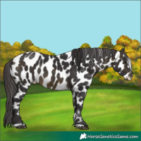 Horse Color:Buckskin Leopard