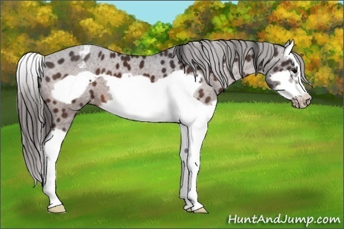 Horse Color:Bay Splash Frame Appaloosa 