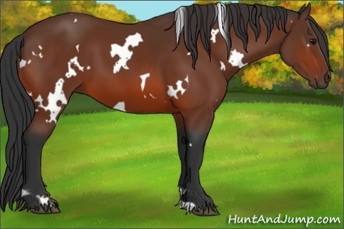 Horse Color:White Spotted Bay 