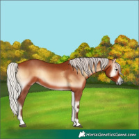 Horse Color:Silver Bay Onyx and Silver Bay Onyx