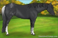 Horse Color:White Spotted Black