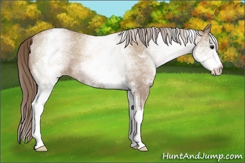 Horse Color:White Spotted Blue Roan Pearl 